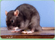 rat control Thetford