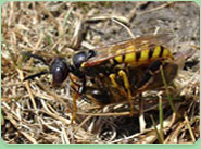 wasp control Thetford