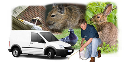 Thetford local van
